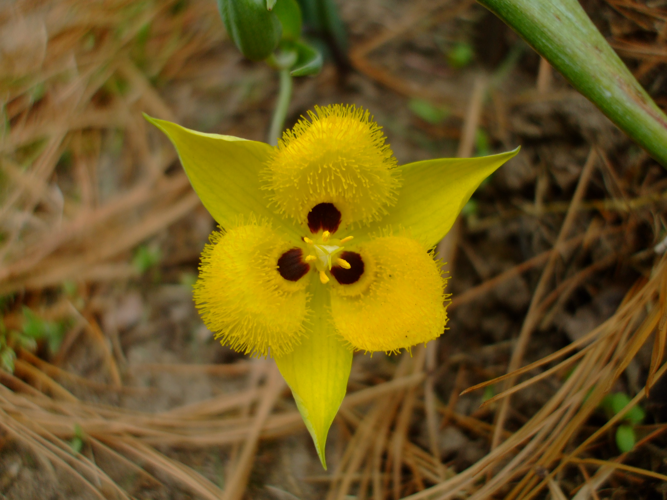 Calochortus monophyllus